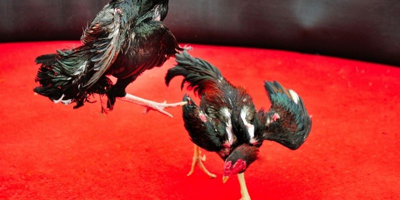 Đá Gà Thomo Trực Tiếp - Bật Mí Mẹo Cược Hay Tại 8XX Chia sẻ cẩm nang thắng cược